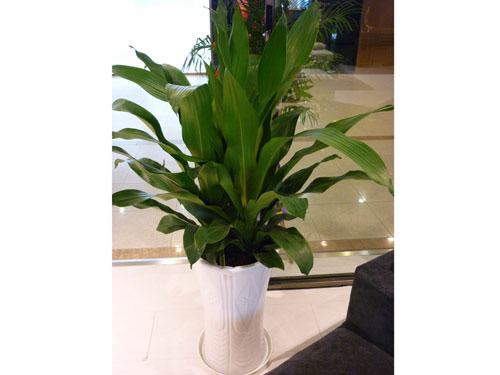 養(yǎng)護(hù)公司如何對(duì)花卉租賃進(jìn)行養(yǎng)護(hù)，有什么好處?